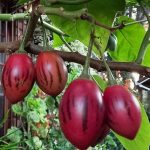 solanum-betaceum-tamarillo-tree-tomato-seeds